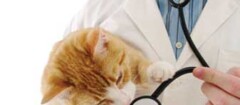 clinicas-veterinarias-limeira-1437598120