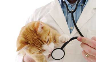 Dog & Company - Foto 1