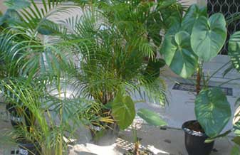 Adair Gramados, Plantas e Jardinagem - Foto 1