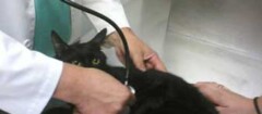 veterinarios-limeira-1437598183