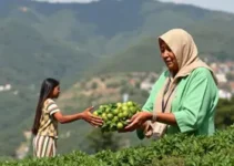 entidades assistenciais de Limeira