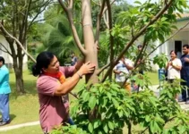 mutirão de poda de árvores