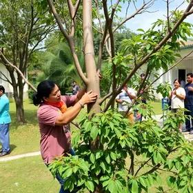 mutirão de poda de árvores