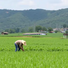 Censo Agropecuário