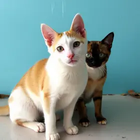 castração gratuita de cães e gatos