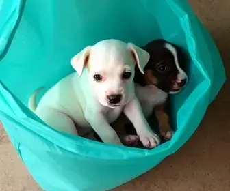 filhotes abandonados em Limeira